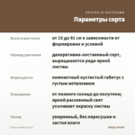 Колеус Аluston (0,1л) — параметры сорта