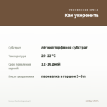 Колеус Аluston (срез/1шт) — как укоренить черенок