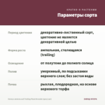 Колеус ампельный Trailing Plum Brocade (срез/1шт) — параметры сорта