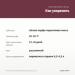 Колеус ампельный Trailing Plum Brocade (срез/1шт) — как укоренить черенок