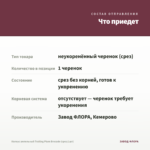 Колеус ампельный Trailing Plum Brocade (срез/1шт) — что приедет