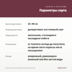 Колеус ампельный Trailing Plum Brocade (срез/1шт) — параметры сорта