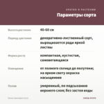 Колеус Apocalypse (0,1л) — параметры сорта