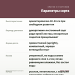 Колеус Apocalypse (срез/1шт) — параметры сорта