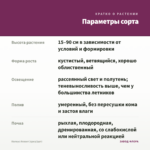 Колеус Атлант (срез/1шт) — параметры сорта