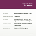 Колеус Атлант (срез/1шт) — что приедет