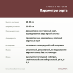 Колеус Aurora Black Cherry (0,1л) — параметры сорта