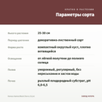 Колеус Aurora Black Cherry (0,1л) — параметры сорта
