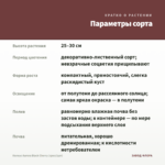 Колеус Aurora Black Cherry (срез/1шт) — параметры сорта