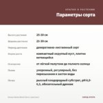 Колеус Aurora Black Cherry (срез/1шт) — параметры сорта