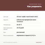 Колеус Aurora Black Cherry (срез/1шт) — как укоренить черенок