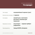 Колеус Aurora Black Cherry (срез/1шт) — что приедет