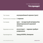 Колеус Avatar Mini (срез/1шт) — что приедет