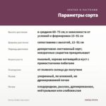 Колеус Avatar (срез/1шт) — параметры сорта