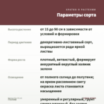 Колеус б/н (0,1л) — параметры сорта