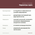Колеус б/н (срез/1шт) — параметры сорта