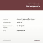 Колеус б/н (срез/1шт) — как укоренить черенок