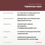 Колеус б/н (срез/1шт) — параметры сорта
