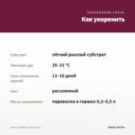 Колеус Bakhtiyar (срез/1шт) — как укоренить черенок