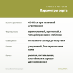 Колеус Bonnie Gold (срез/1шт) — параметры сорта