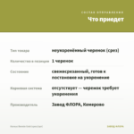 Колеус Bonnie Gold (срез/1шт) — что приедет