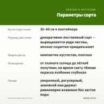Колеус Brooklyn Horror (0,1л) — параметры сорта
