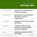 Колеус Brooklyn Horror (срез/1шт) — параметры сорта