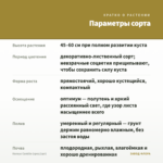Колеус Camillo (срез/1шт) — параметры сорта