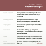 Колеус Catrine Pink Coral (0,1л) — параметры сорта