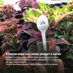 Колеус Catrine Pink Coral (0,1л) — в таком виде растение уходит в заказ
