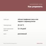 Колеус Catrine Pink Coral (срез/1шт) — как укоренить черенок