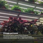 Колеус Centurion (0,1л) — откуда растение: вертикальная ферма Завода ФЛОРА в Кемерово