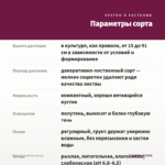 Колеус Centurion (0,1л) — параметры сорта