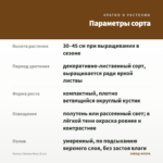 Колеус Chelsea Rose (0,1л) — параметры сорта