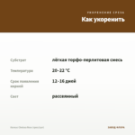 Колеус Chelsea Rose (срез/1шт) — как укоренить черенок