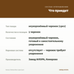 Колеус Chelsea Rose (срез/1шт) — что приедет