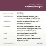 Колеус Чёрный Дракон (0,1л) — параметры сорта