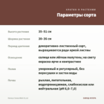 Колеус Cocoa Mint (0,1л) — параметры сорта