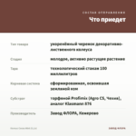 Колеус Cocoa Mint (0,1л) — что приедет
