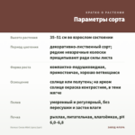 Колеус Cocoa Mint (срез/1шт) — параметры сорта