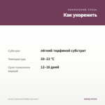 Колеус Coleus Red Ruffles (срез/1шт) — как укоренить черенок
