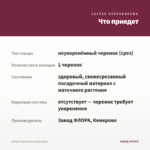 Колеус Coleusaurus (срез/1шт) — что приедет