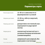 Колеус Collins Gold (0,1л) — параметры сорта