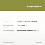 Колеус Collins Gold (срез/1шт) — как укоренить черенок