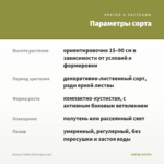 Колеус Collins Gold (срез/1шт) — параметры сорта