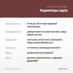 Колеус Combat (срез/1шт) — параметры сорта