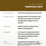 Колеус Copper Coral (0,1л) — параметры сорта