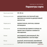Колеус Cracklin Rosie (0,1л) — параметры сорта