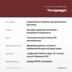 Колеус Cranberry Sun (0,1л) — что приедет
