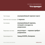 Колеус Cranberry Sun (срез/1шт) — что приедет